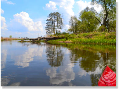 Na wodzie położony jest korzeń - przeszkoda dla kajakarzy, ale rzeka w tym miejscu jest szeroka, więc łatwo ominać przeszkodę. Rzeka idealna na rodzinna wycieczkę.