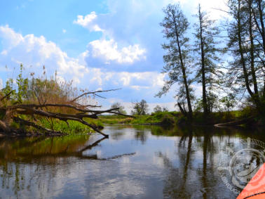 Omijanie przeszkody. Spływ z Byszek do Ujścia.