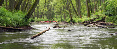 Spływ rzeka Piława. Na rzece liczne przeszkody i gałęzie.