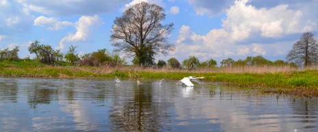 Spływ rzeka Dobrzyca. Łabędź startuje do lotu.